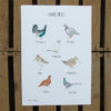 gamebirds