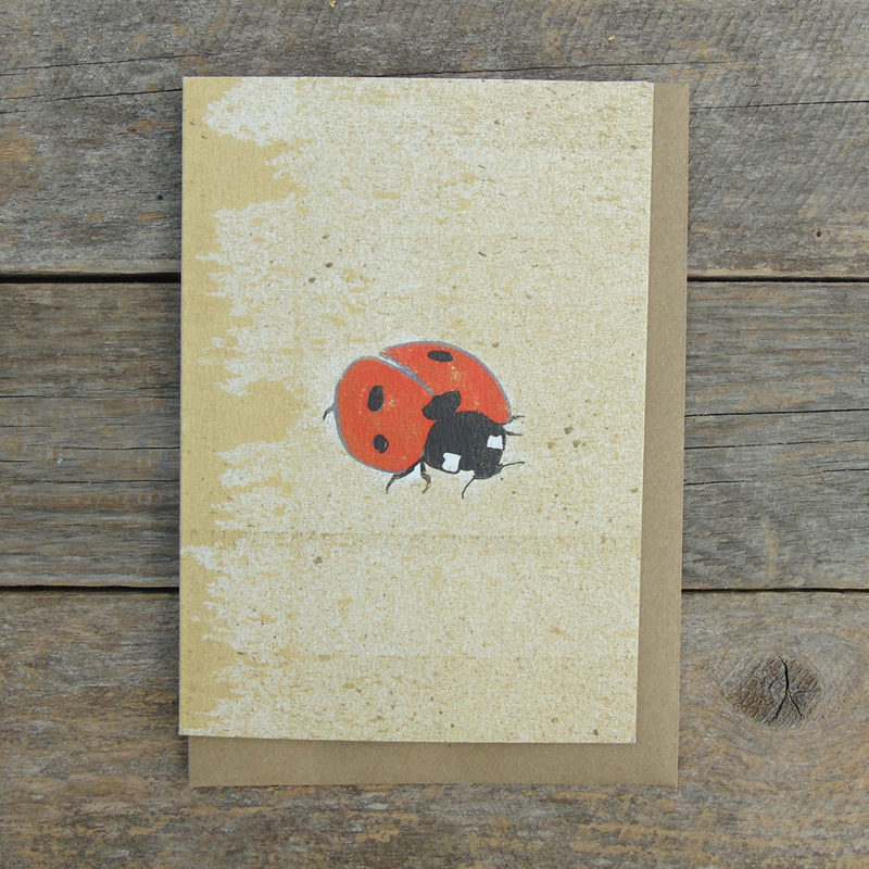SP13 Ladybird card web