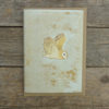Speckled Barn owl card SP26 web