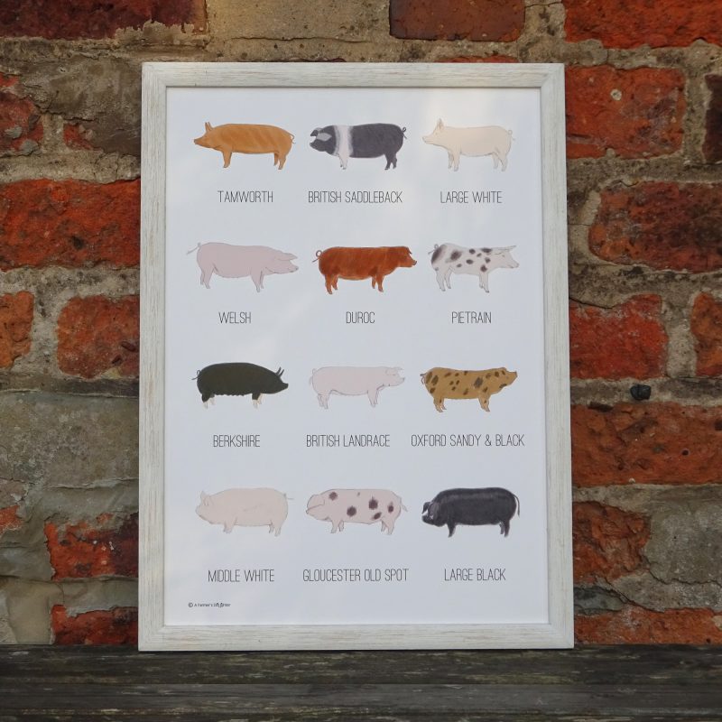 pig breeds print_WEB